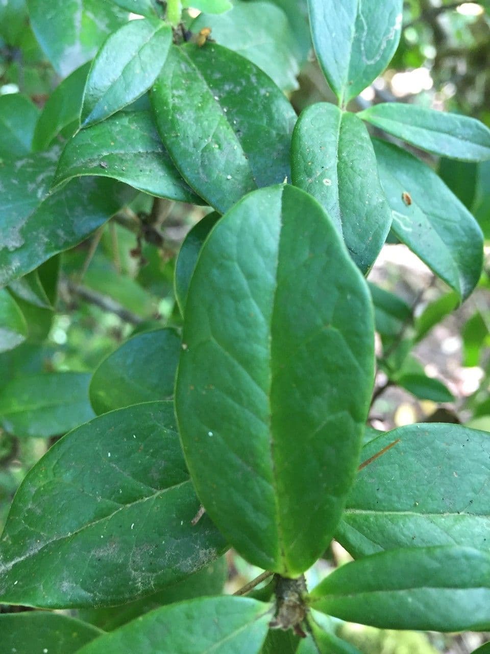 Archidasyphyllum 8