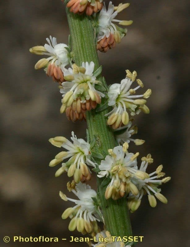 Reseda barrelieri 3