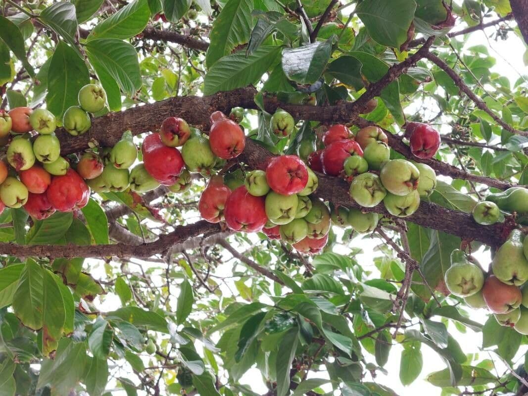 Syzygium malaccense 4