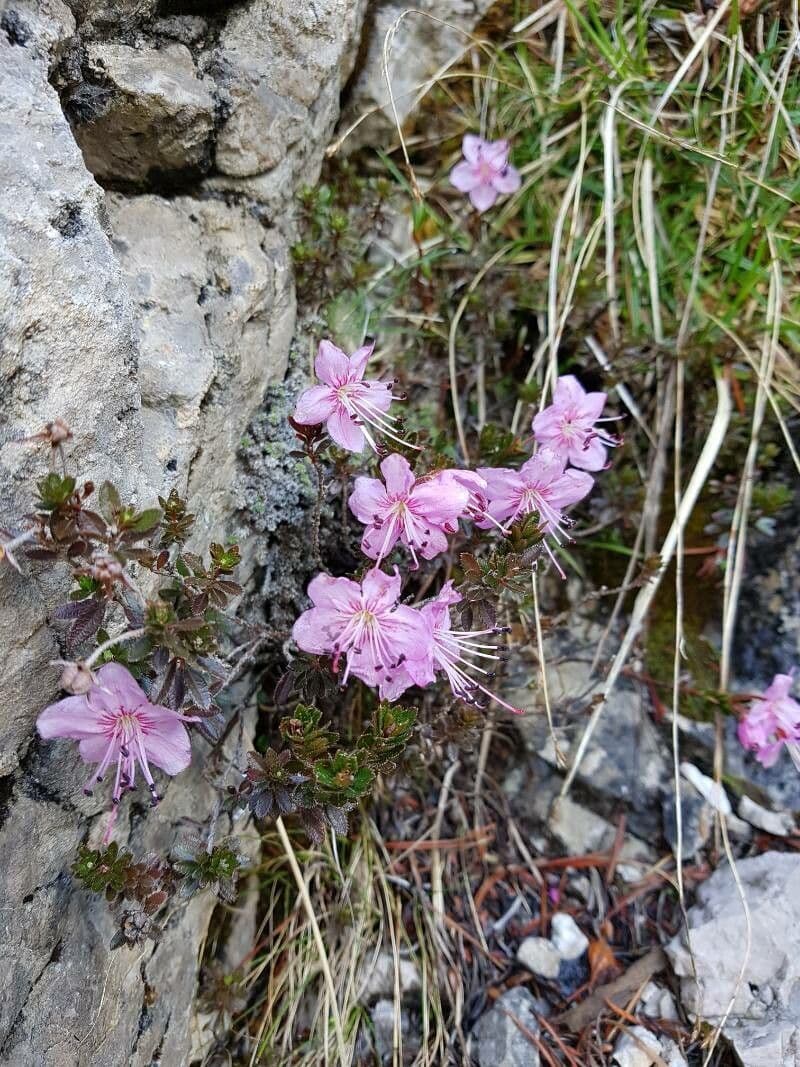 Rhodothamnus 3