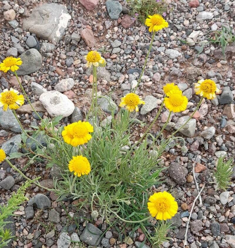 Gaillardie 5