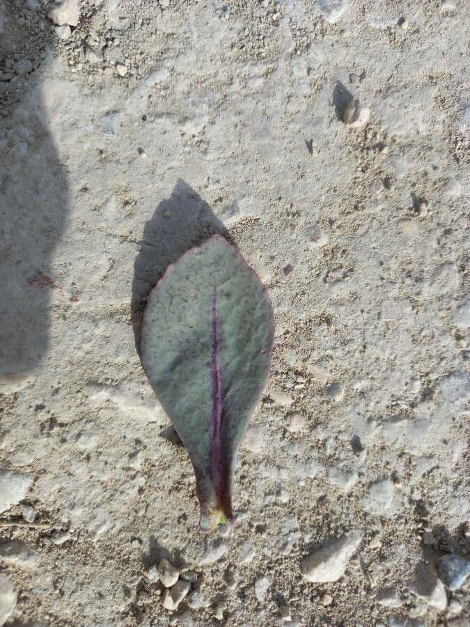 Moricandia 19