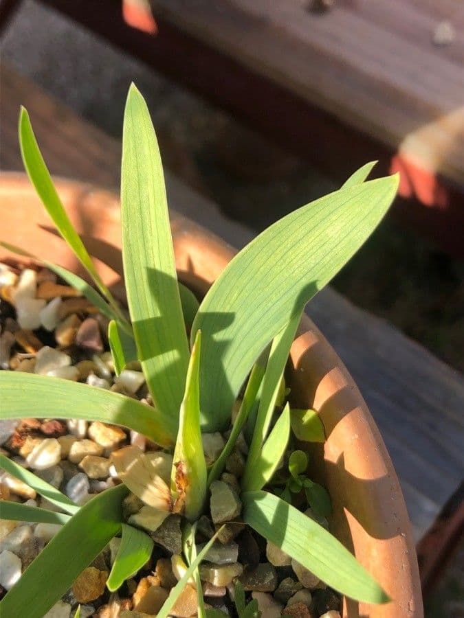Iris 2