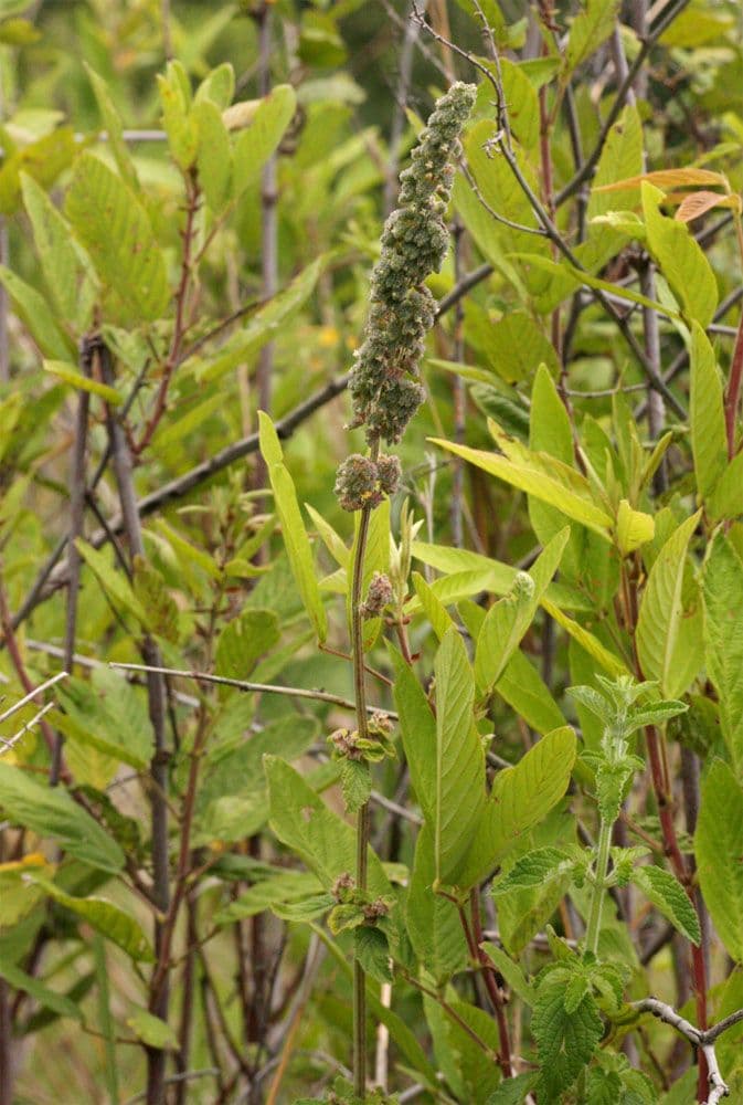 Mesosphaerum hřebenaté 5