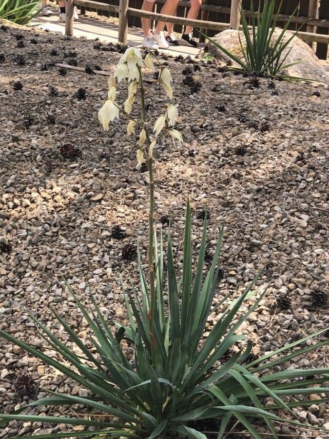 Yuca pallida 7