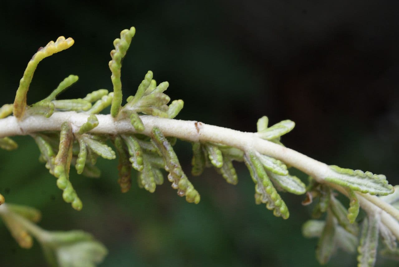 Teucrium 14