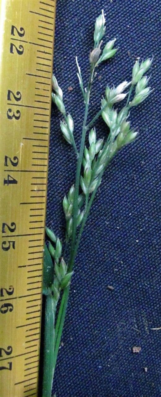Ichnanthus 5
