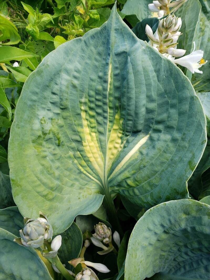 Hosta 12