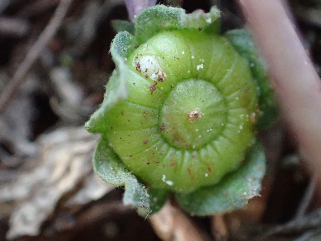 Malva domestica 3