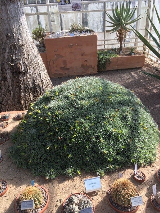 Deuterocohnia 2
