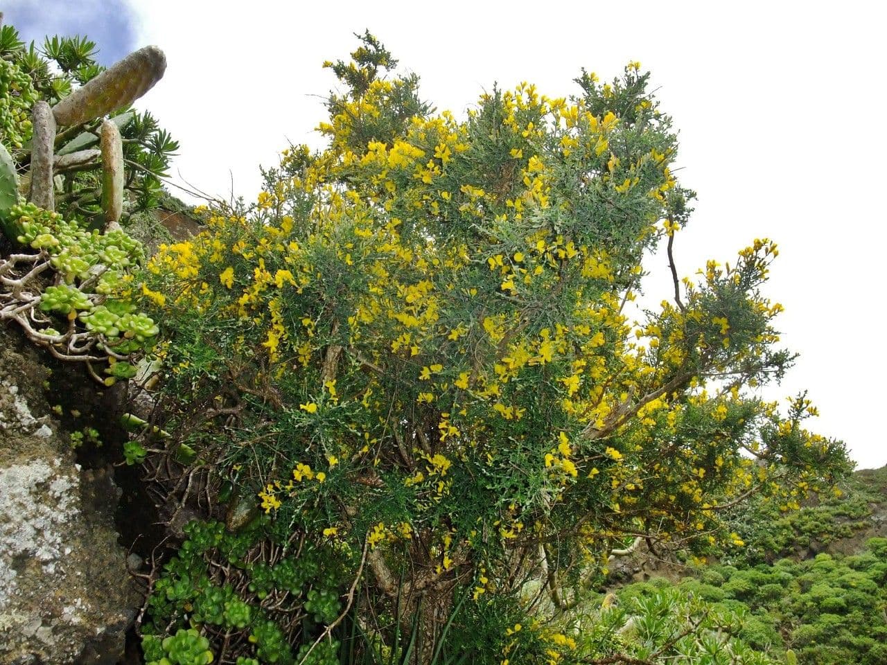 Genista canariensis 8