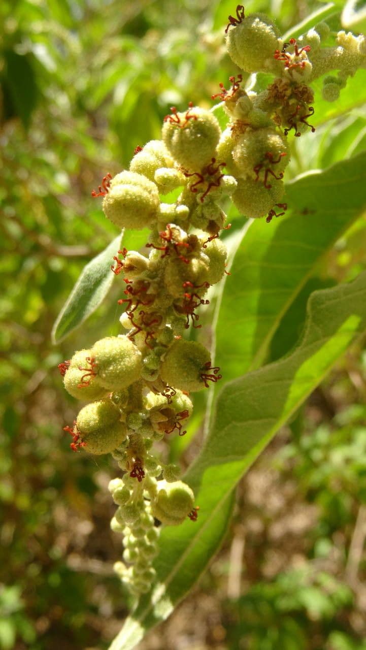 Croton giallo 4