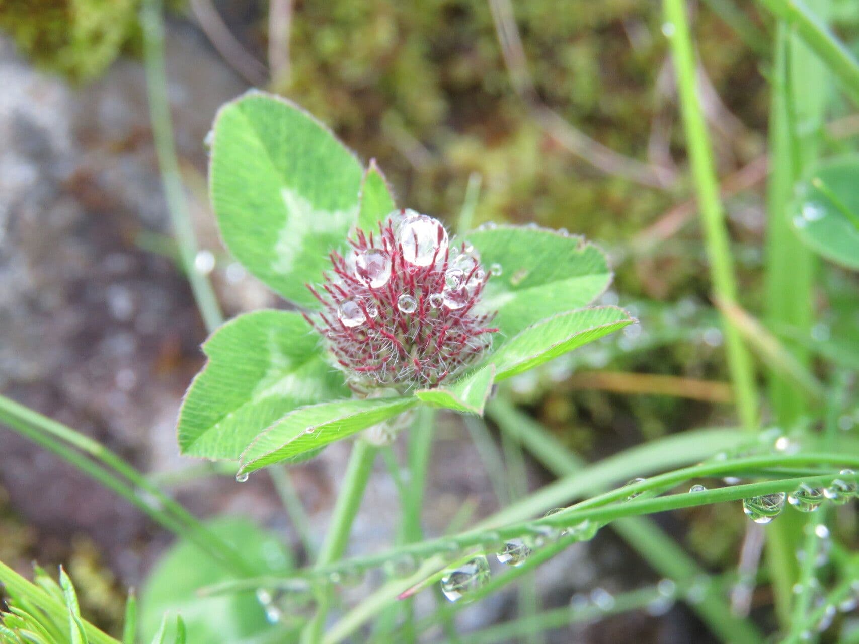 Trifoglio agglomerato 20