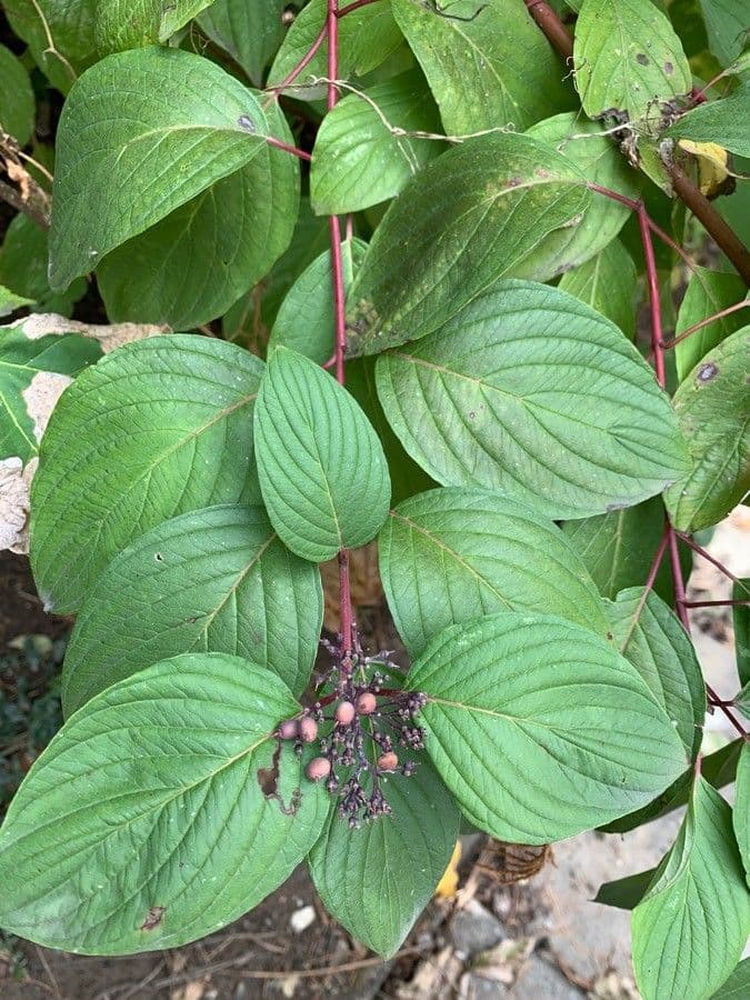 Svída výběžkatá 26