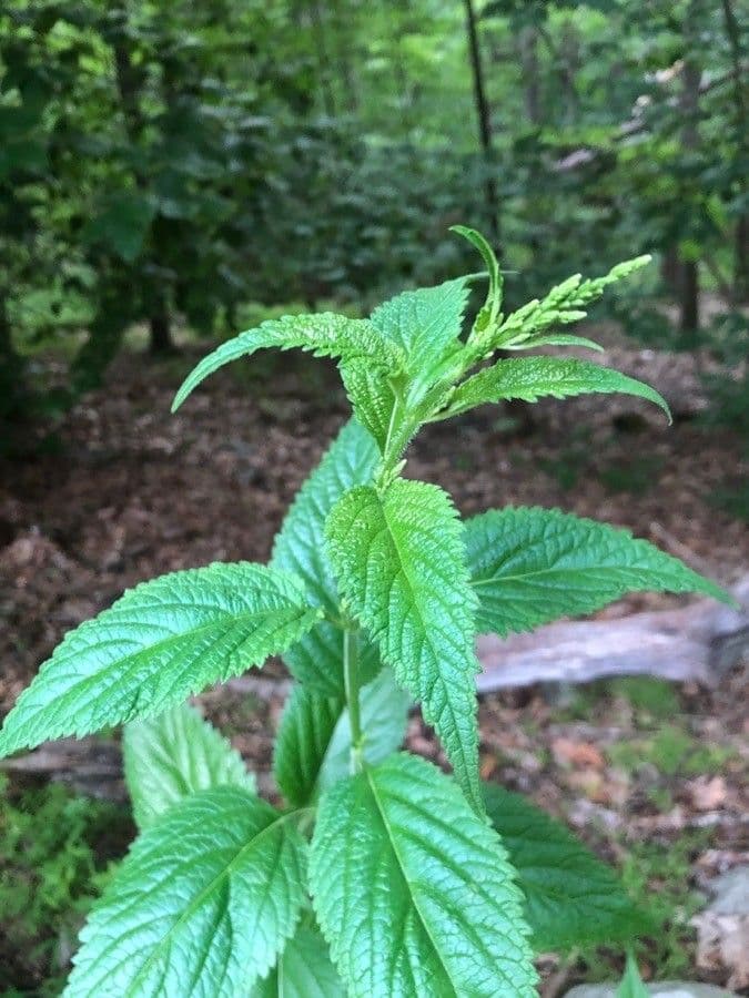Verbena orticifolia 6