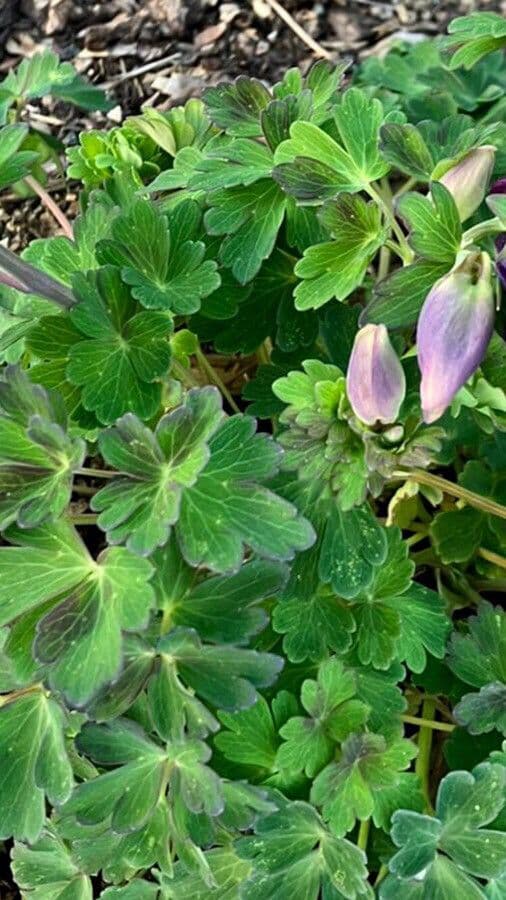 Einfache Clematis 25