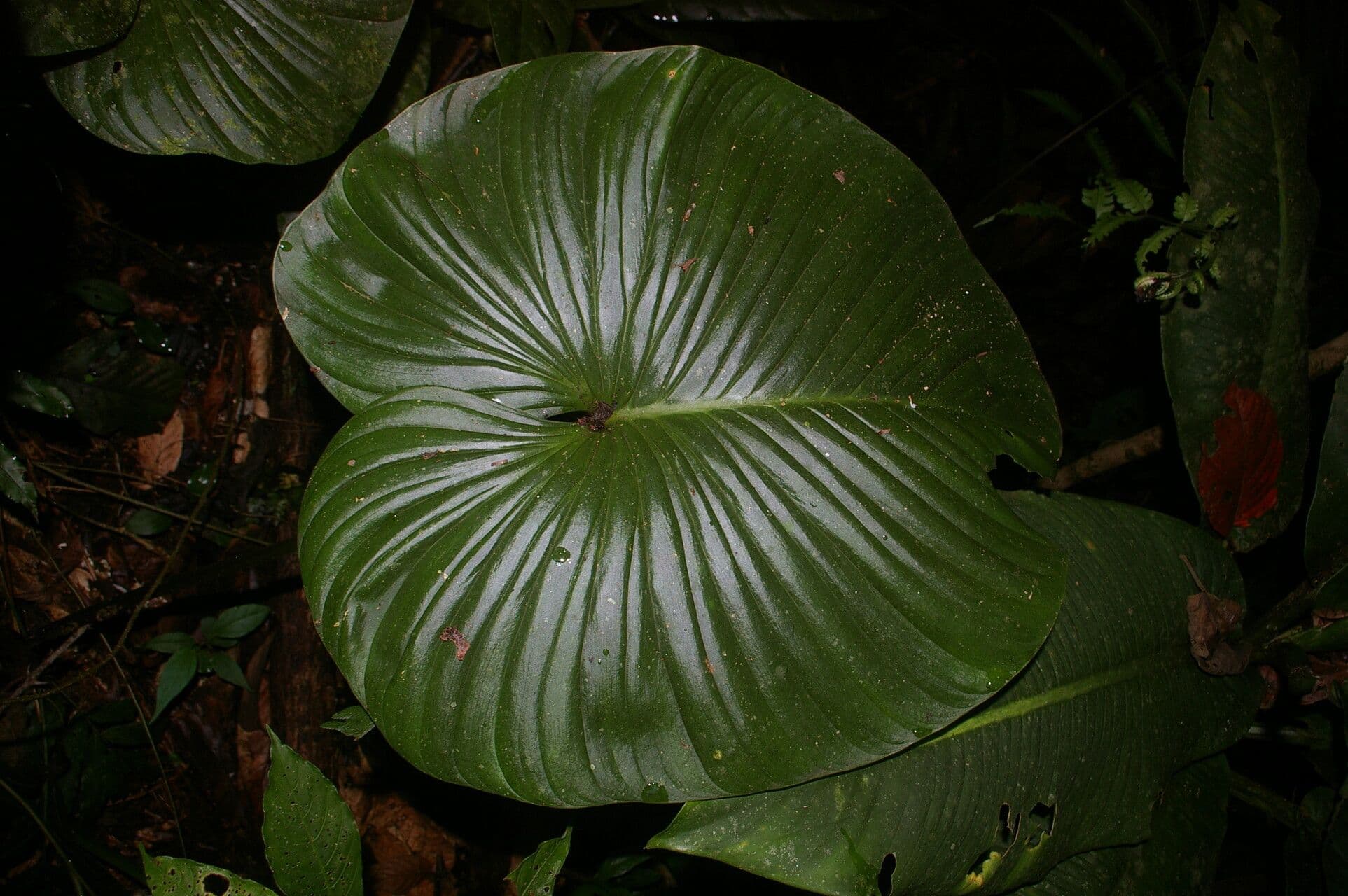 Filodendro grandipes 3