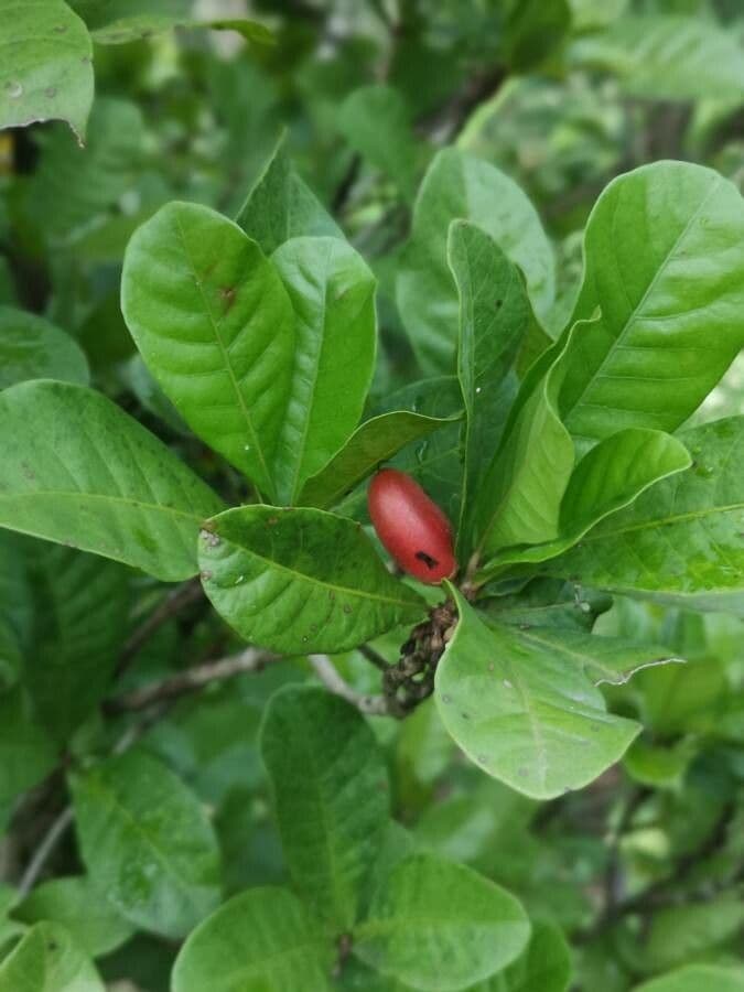Synsepalum 3