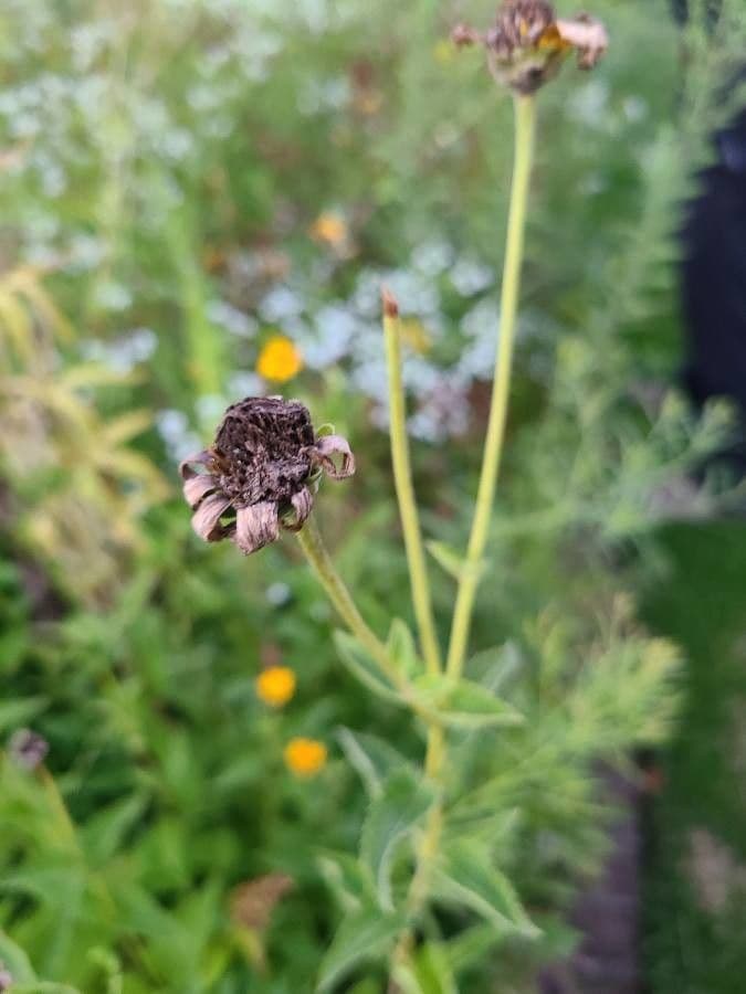 Heliopsis 2
