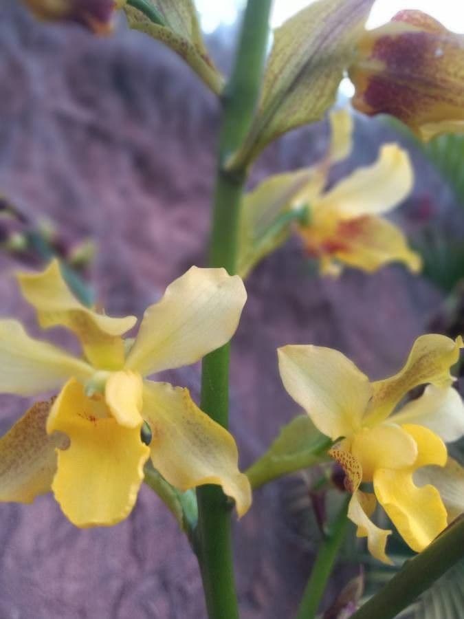 Orchidej 2