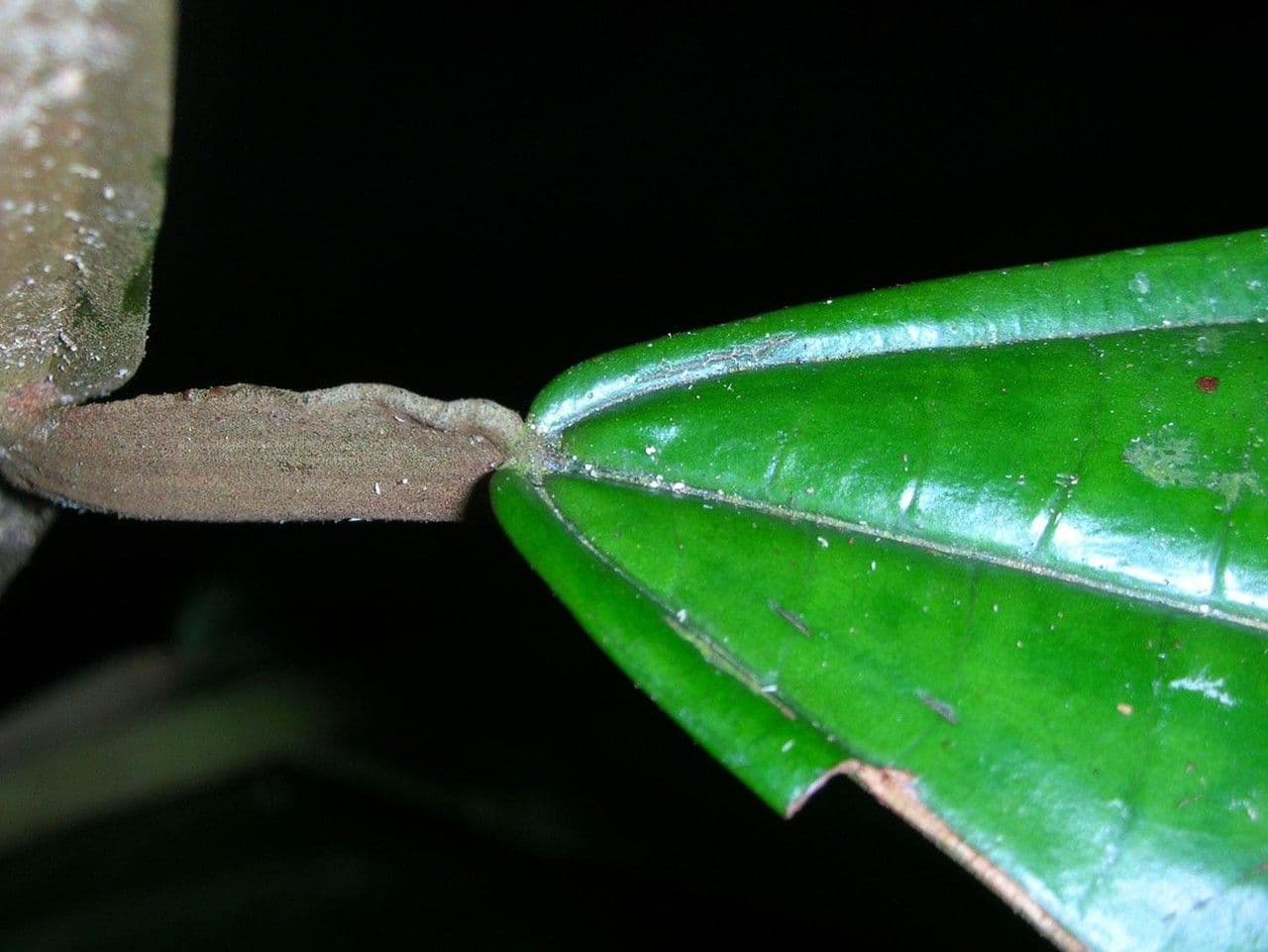 Miconia 8