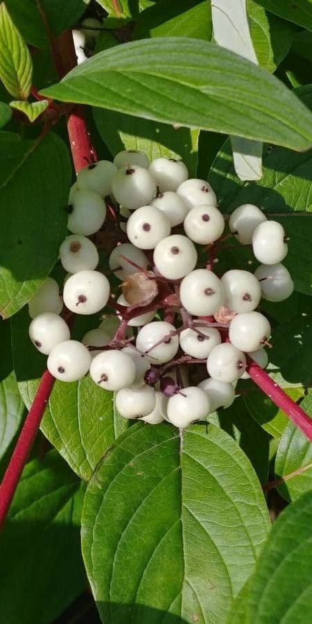 Svída výběžkatá