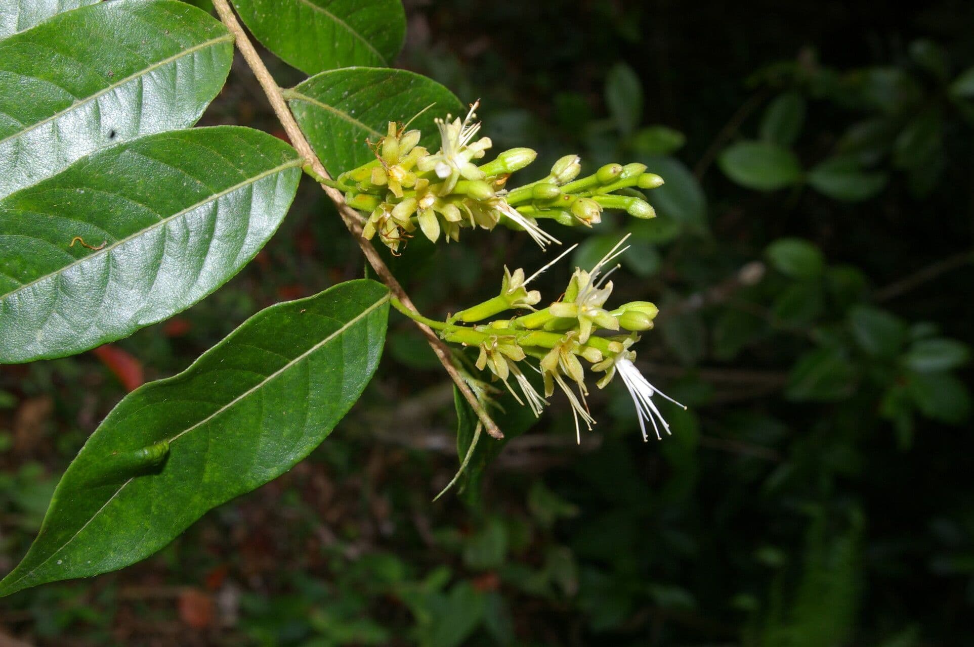 Hirtella 5