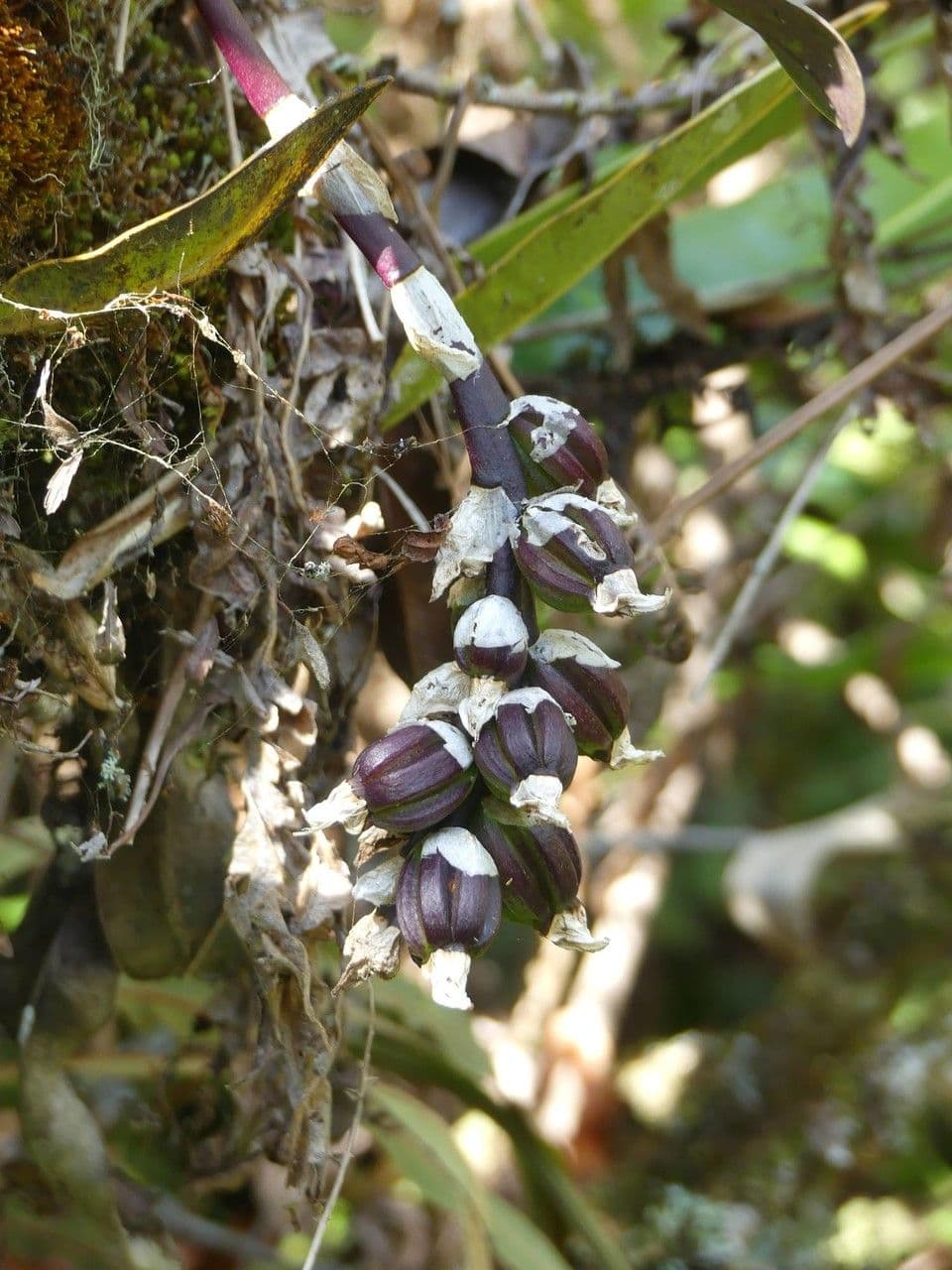 Bulbophyllum