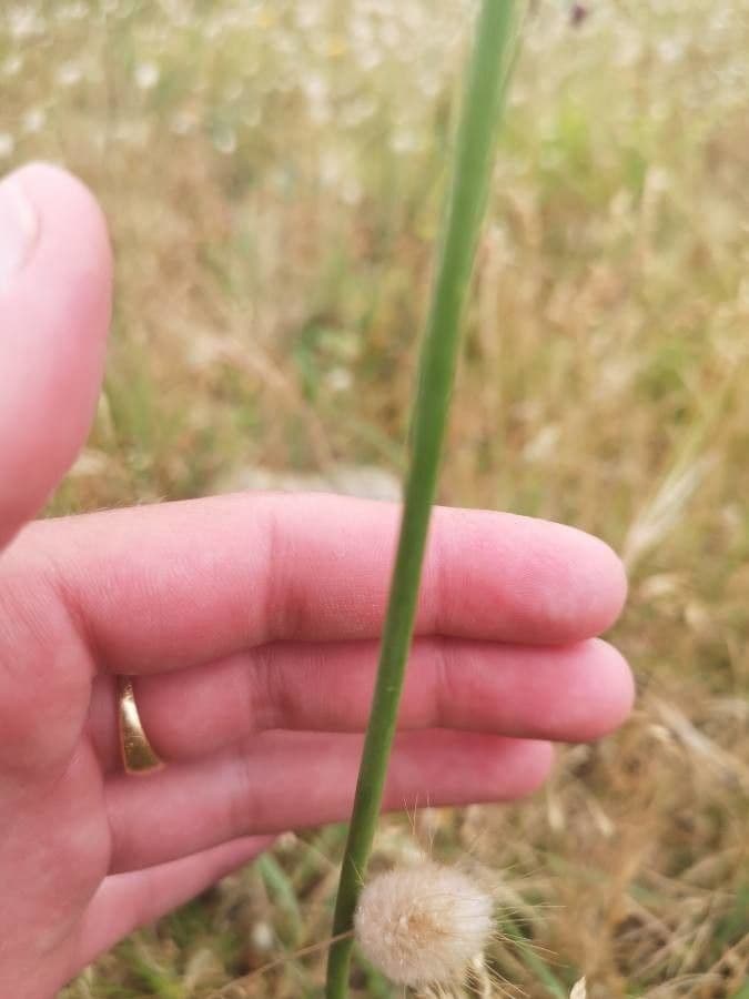 Aglio testatonda 21