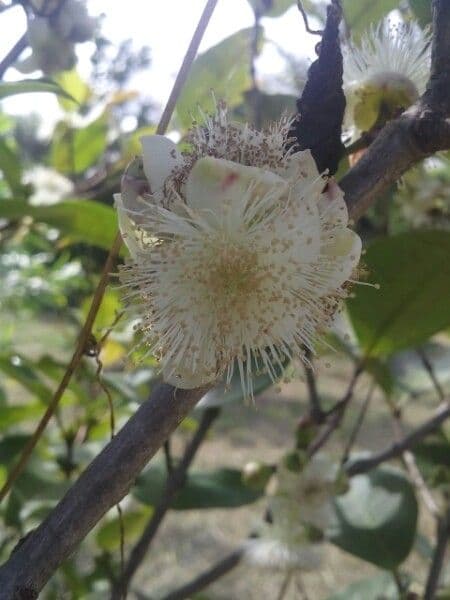 Eugenia 2