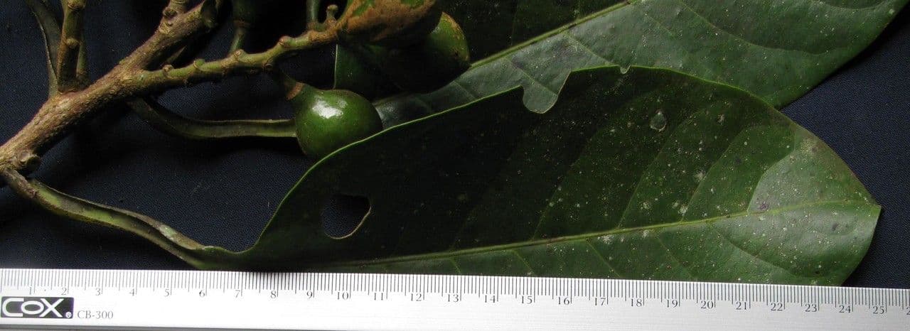 Otoba novogranatensis 25