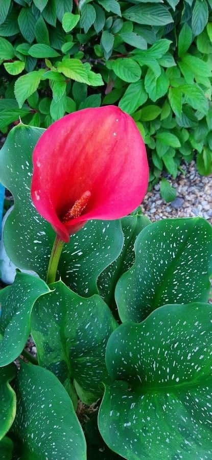 Calla 3