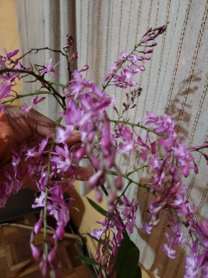 Epidendrum z Atacazo 5