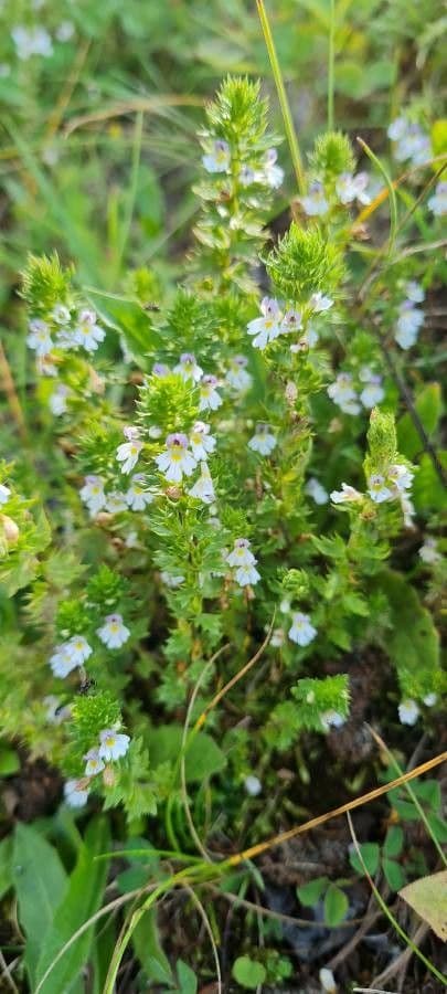 Irish eyebright 4