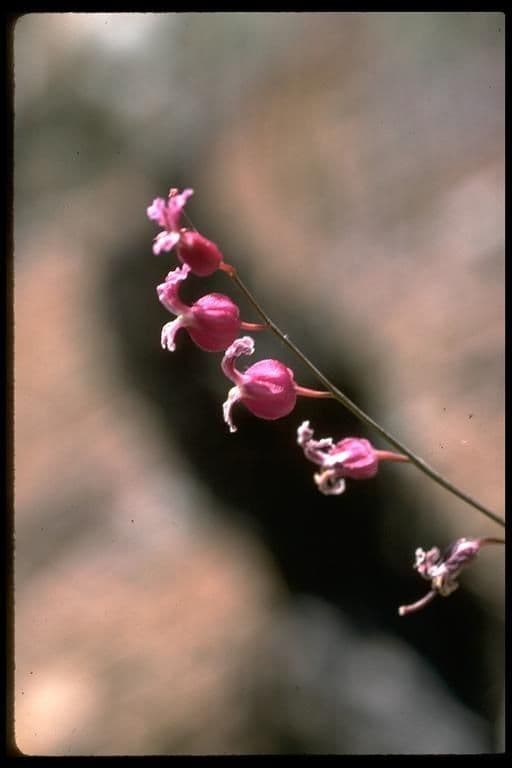 Streptanthus 7