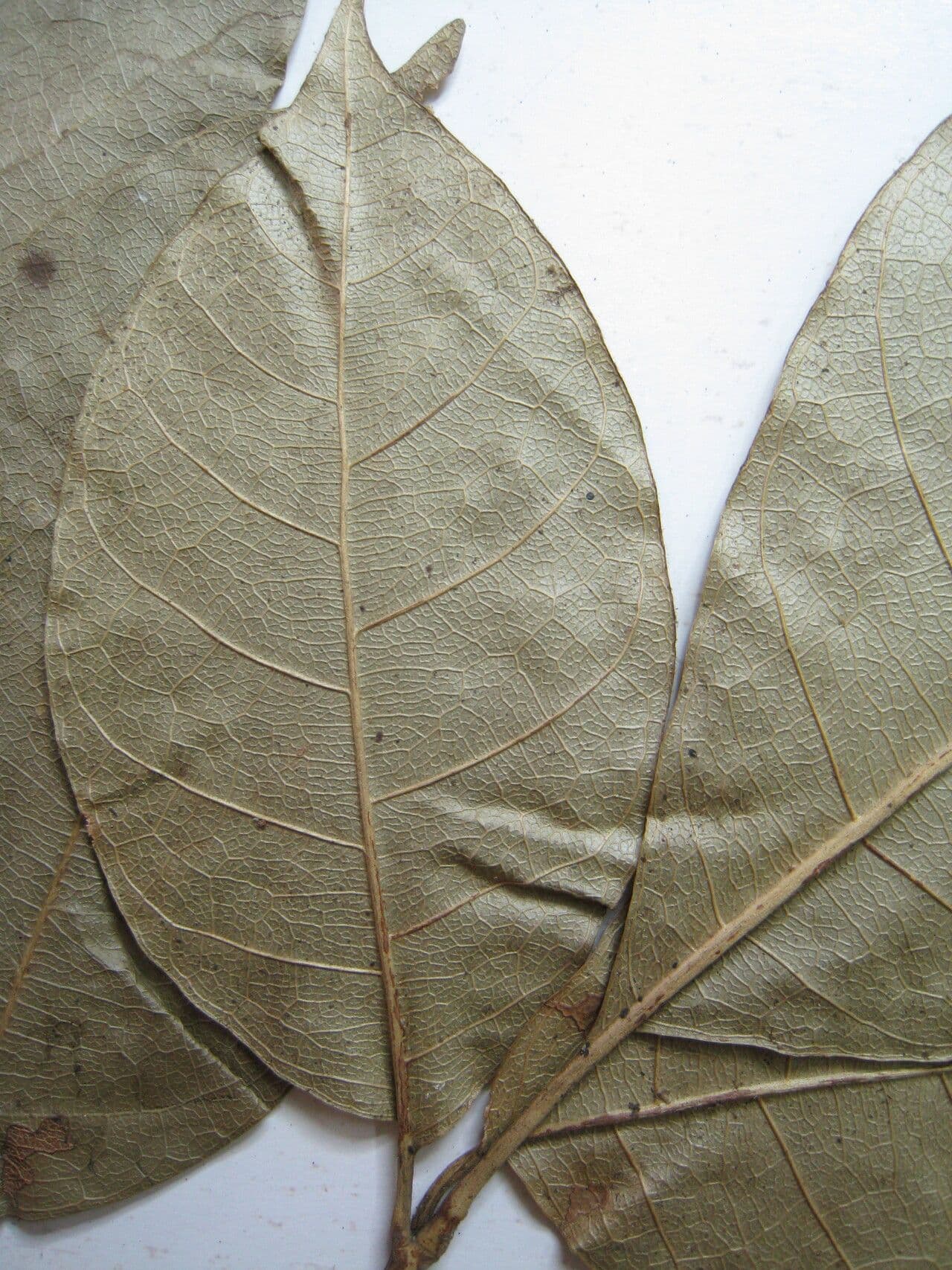 Trichilia 23