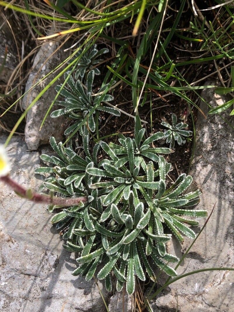 Saxifrage incrustée 11