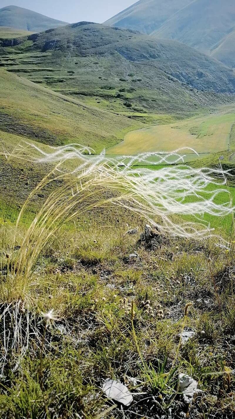 Estipa 9