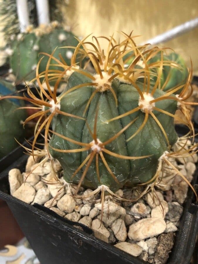 Cactus 2
