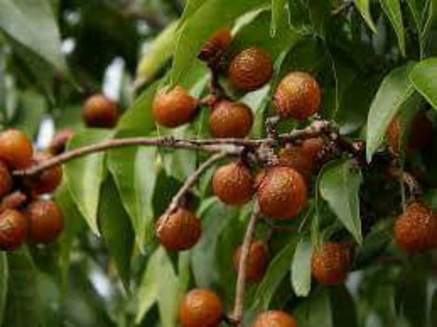 Seifenbaum 4
