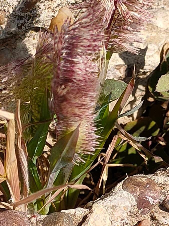 Lamarckia dorata 6