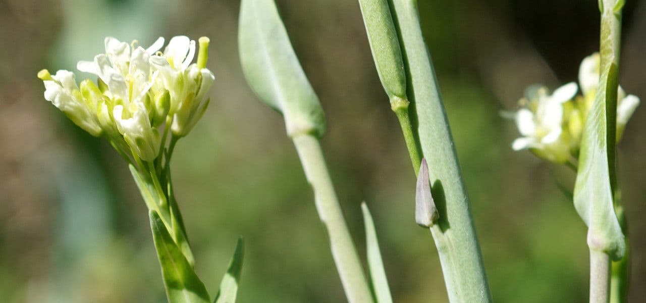 Arabetta liscia 6