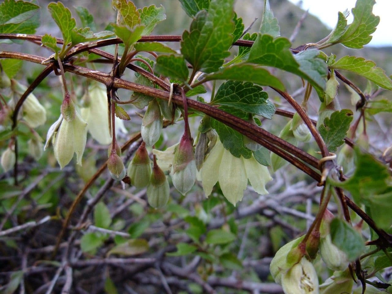 Clematis cirrhosa 25