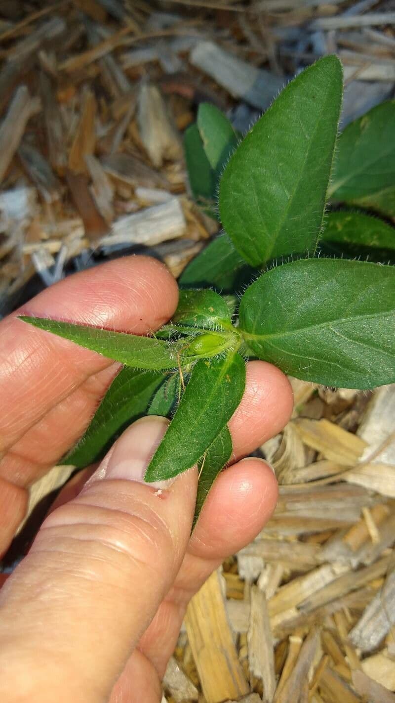 Ruellia 3