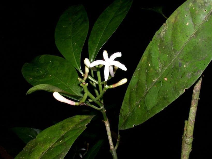 Palicourea 19