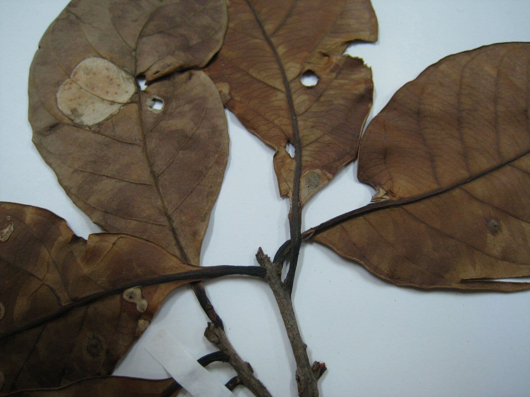 Elaeoluma 7
