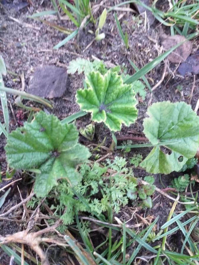 Alchemilla 13