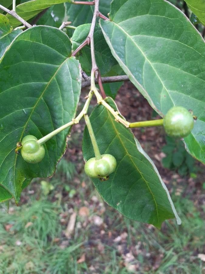 Neoshirakia giapponese