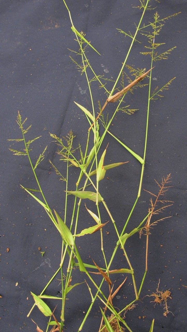 Ocellochloa stolonifera 10