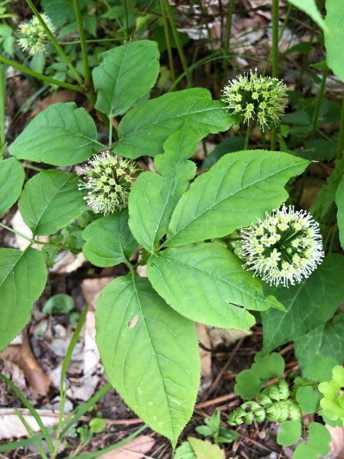 Aralia a stelo nudo 10